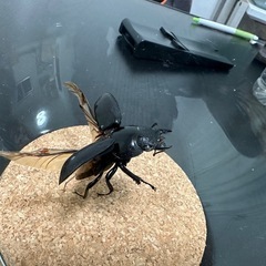 昆虫標本パラワンオオヒラタクワガタの画像
