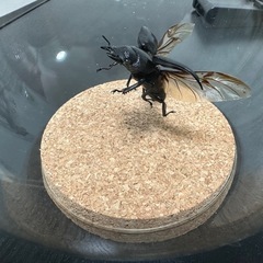 昆虫標本パラワンオオヒラタクワガタの画像