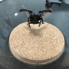 昆虫標本パラワンオオヒラタクワガタの画像