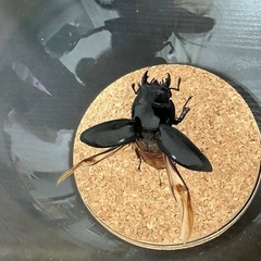 昆虫標本パラワンオオヒラタクワガタの画像
