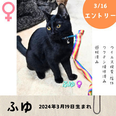 明日！3/16(日)10:30〜保護猫の譲渡会【大刀洗ドリームセンター】② − 福岡県