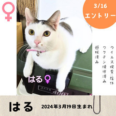 明日！3/16(日)10:30〜保護猫の譲渡会【大刀洗ドリームセ...