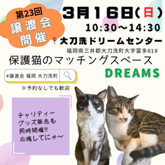 明日！3/16(日)10:30〜保護猫の譲渡会【大刀洗ドリームセンター】② - 三井郡