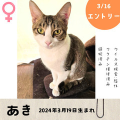 明日！3/16(日)10:30〜保護猫の譲渡会【大刀洗ドリームセンター】② - 猫