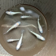 ピンクサファイア10匹の画像