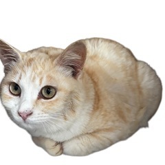 ⚽️🐈‍⬛クリーム茶トラ🐈‍⬛⚽️トライアル決定