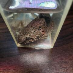 ドンコ　福岡採取の画像