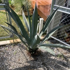 アガベ　オアハカセンシス　大株