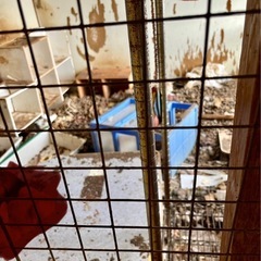ペット多頭飼いによる、特殊清掃 - 北九州市