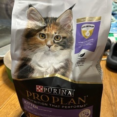子猫用のフードと、ウエットフード