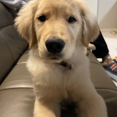 犬友達募集🐶 - 坂戸市