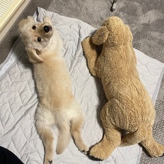 犬友達募集🐶 - 友達