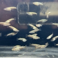 金平糖18kゴールドめだか
の画像