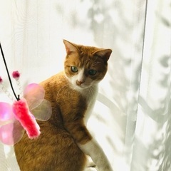 茶白 4才9ヶ月　エイズ白血病陰性