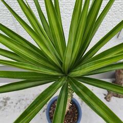 ユッカ　エレファンティペス　中斑　斑入り　ドライガーデンなどにの画像