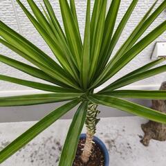 ユッカ　エレファンティペス　中斑　斑入り　ドライガーデンなどにの画像