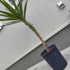 ユッカ　エレファンティペス　中斑　斑入り　ドライガーデンなどにの画像