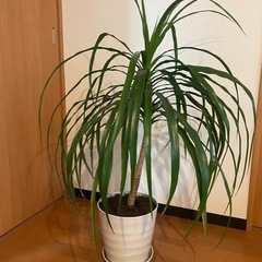 【受付終了しました】観葉植物ドラセナ☆幸福の木の画像