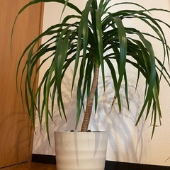【受付終了しました】観葉植物ドラセナ☆幸福の木の画像