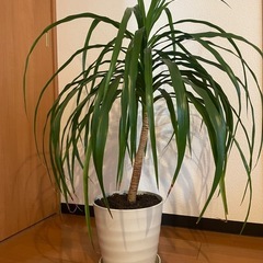 【受付終了しました】観葉植物ドラセナ☆幸福の木
