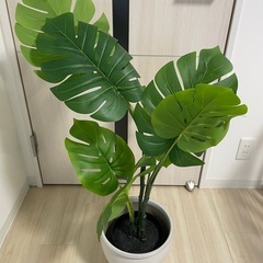 人工観葉植物/フェイカ(鉢付き)の画像