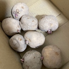 男爵芋　種芋
の画像