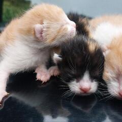 子猫