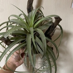 流木付きエアープランツ(値下げ)