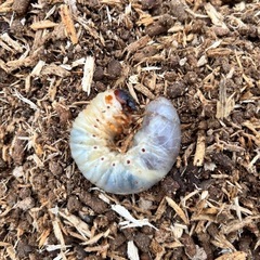 カブトムシ　クワガタムシ　幼虫たくさん