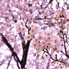 4/6(日) 代々木公園でお花見します！