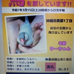 シルバー文鳥が逃げだしてます、情報提供求めます - 沖縄市