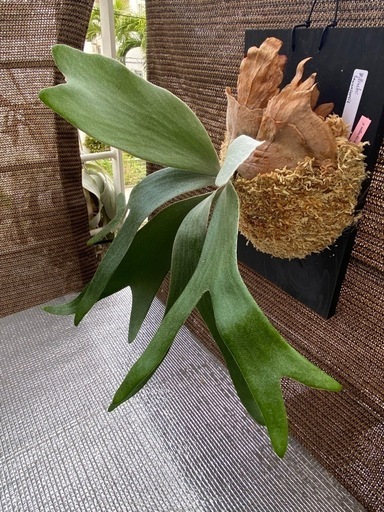 【観葉植物】 ビカクシダ P.willinckii 'Sawangensis