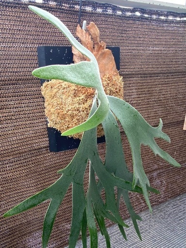 【観葉植物】 商談中　ビカクシダ ☆Ｐ.Willinckii Dwarf Tatsuta☆ ドワーフタツタ