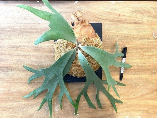 【観葉植物】 商談中　ビカクシダ ☆Ｐ.Willinckii Dwarf Tatsuta☆ ドワーフタツタ