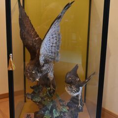 鷹の剥製　ガラスケース入りの画像
