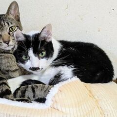 ★譲渡会あります★　お髭が男爵みたいです♪