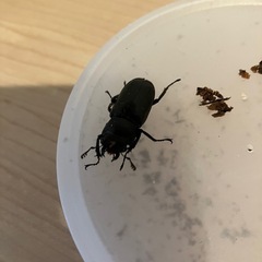 メタリフェルホソアカクワガタメス
