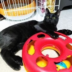 ★譲渡会あります★　スピリチュアルな黒猫さん♪ - 大東市
