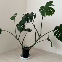 モンステラ 観葉植物