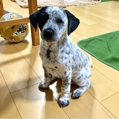 ダルメシアンミックスの女の子　2ヶ月　(多数のご要望により一時受付終了いたします。) - 青梅市