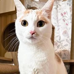 ★譲渡会あります★　怖い目にあった女の子です