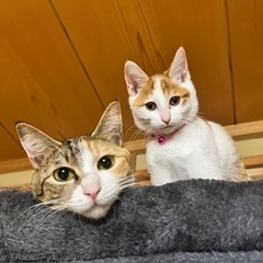 保護猫