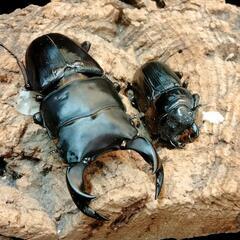 今年も開催‼️完全赤字覚悟カブトクワガタくじの画像