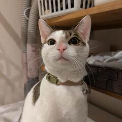 猫　オス　1歳