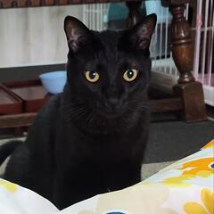 控えめ男子の黒子猫　ヤマトくん