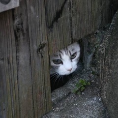猫好きです。3/16尾道の猫の細道へ - 広島市