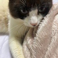 シャム 男の子 去勢済