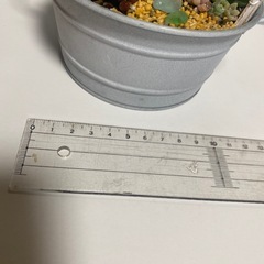 ミニガーデン①の画像