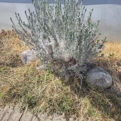 大きめのラベンダーの画像