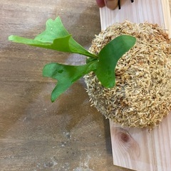 【観葉植物】 商談中　ビカクシダ　p. リドレイ　の画像